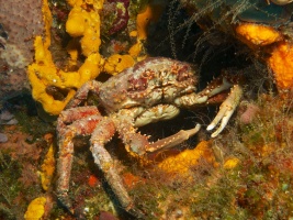 Cling Crab IMG 4430